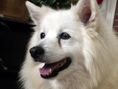 american eskimo dog is ill with infectious disease