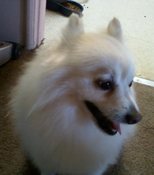 Beautiful Pomeranian to adopt