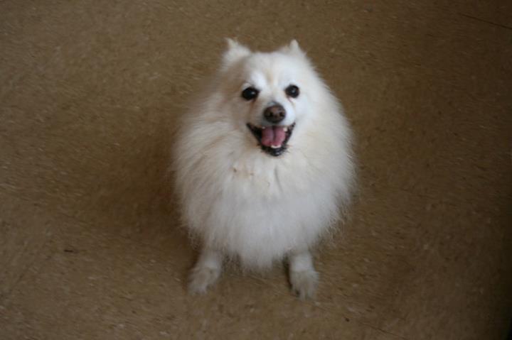 Lucky wants to be adopted! - American Eskimo adopt Los Angeles California