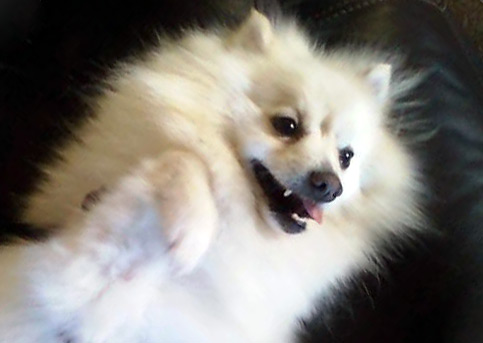 Fluffy Pomeranian to adopt
