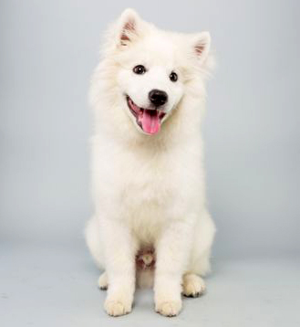 Brody - American Eskimo dog - Puppy Bowl