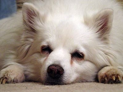 American Eskimo Dog - Sasha