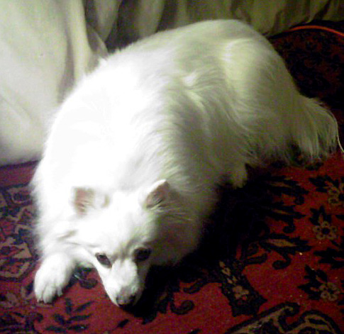 Sasha - American Eskimo Dog