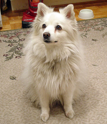 Sasha - American Eskimo dog