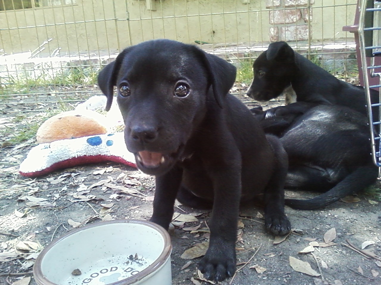 Black Labrador mix puppy litter