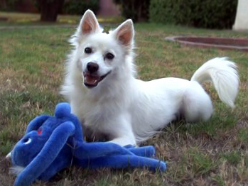 Adopt an American Eskimo Dog!