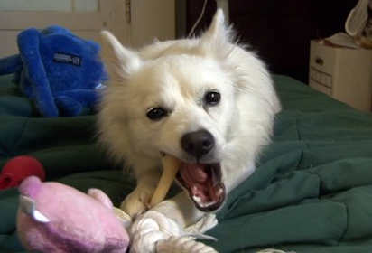 American Eskimo dog having fun