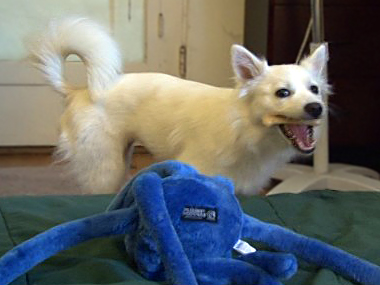 Funny American Eskimo Dog