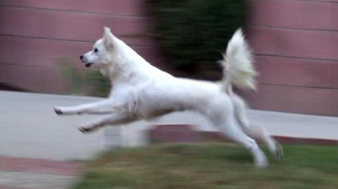 Heidi - American Eskimo