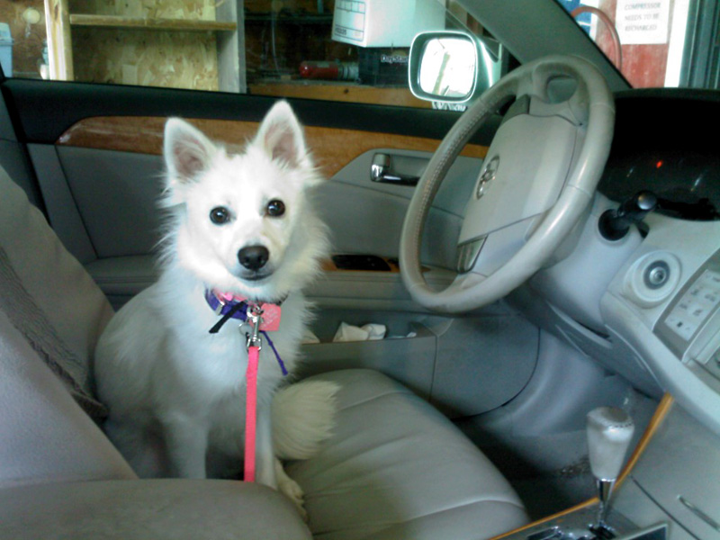 This cute dog would like to come home with you!