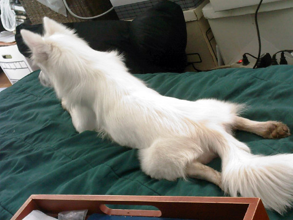 Relaxed American Eskimo Dog