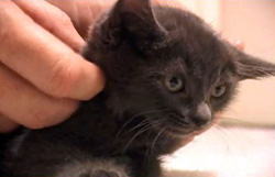 Kitten CookiePuss