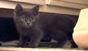 Kitten CookiePuss