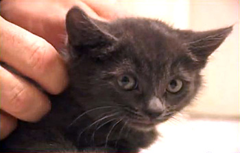 Kitten CookiePuss