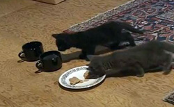 Kittens available for Adoption
