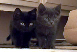 Kittens available for Adoption