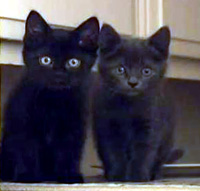 Kittens available for Adoption