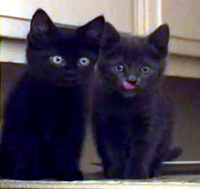 Kittens available for Adoption