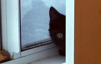 Little Ninja kitten