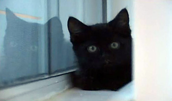 Little Ninja kitten