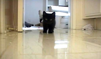 Little Ninja kitten