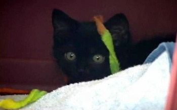Little Ninja kitten