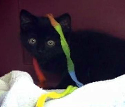 Little Ninja kitten