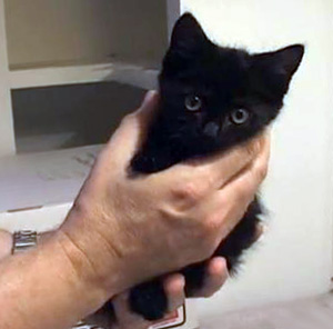 Little Ninja kitten