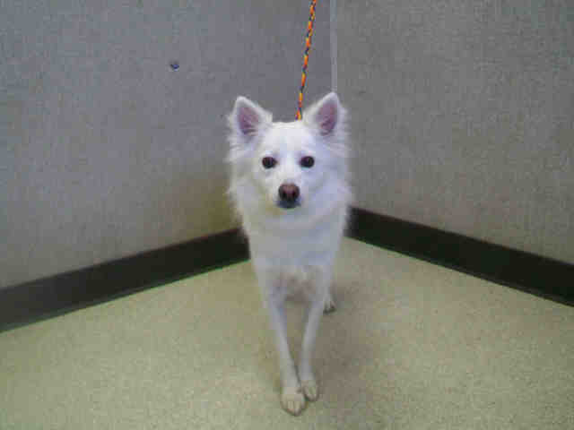 American Eskimo - Orange County