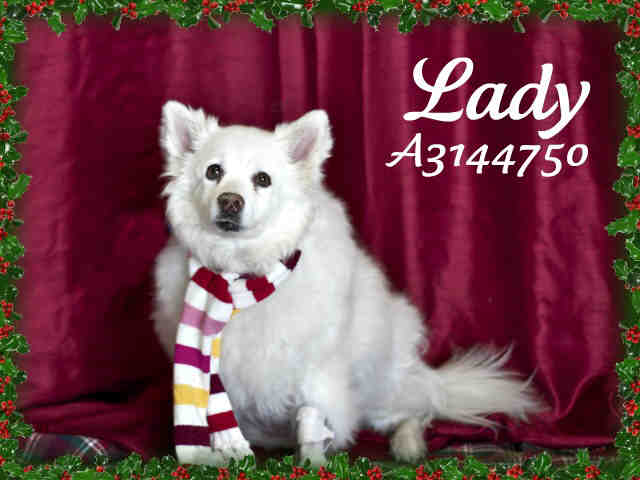 American Eskimo dog