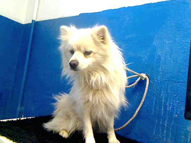 American Eskimo dog - adoptable