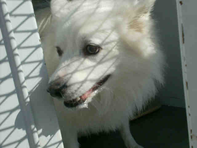 American Eskimo dog