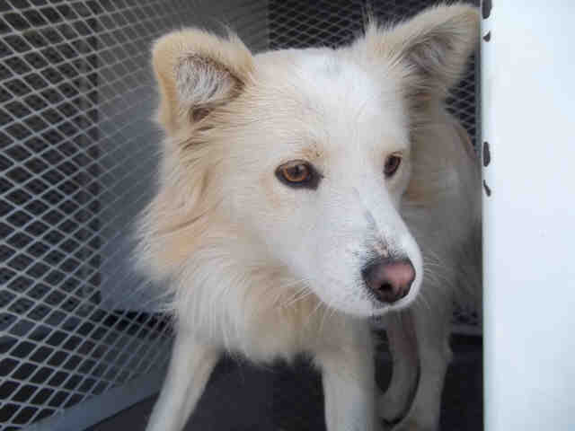 white dog for adoption